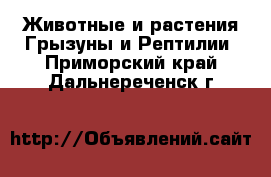 Животные и растения Грызуны и Рептилии. Приморский край,Дальнереченск г.